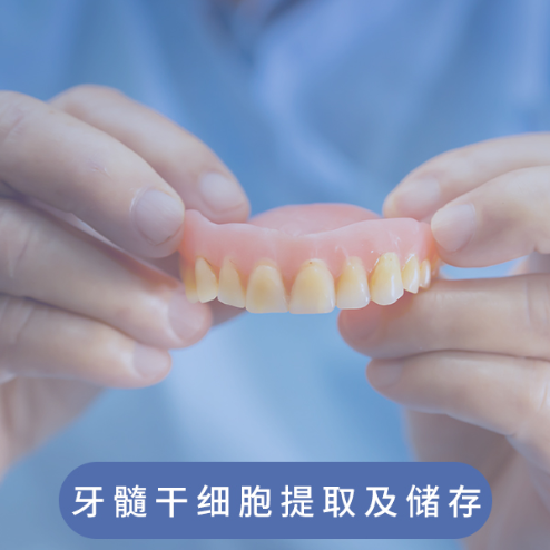 牙髓干细胞提取